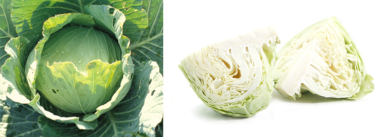 양배추