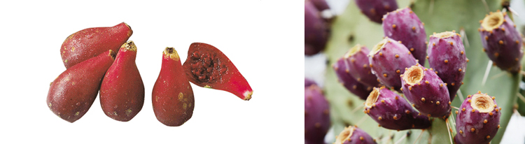 백년초(손바닥선인장 열매)